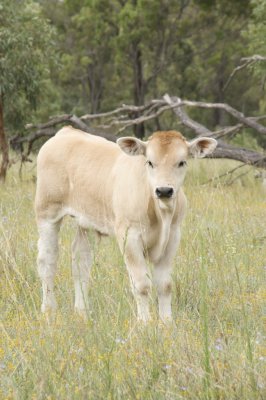 Calf 3