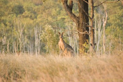 Roos 1