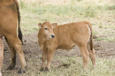 Calf 4