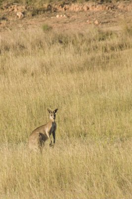 Roos3