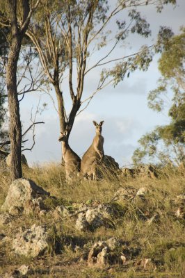 Roos5