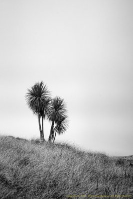 Cabbage Trees, NZ
