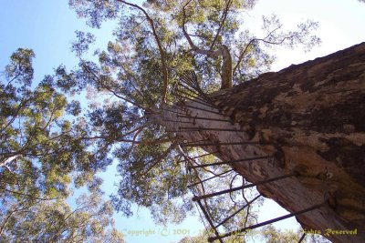 Gloucester Tree, West Australia