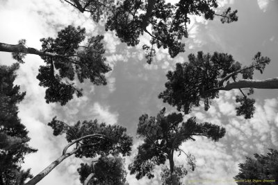 Cluster Pines, Christchurch Botanic Gardens