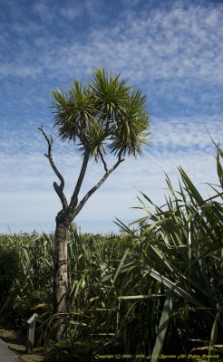 Cabbage Tree, Punakaiki