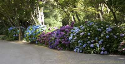 Hydrangeas, Christchurch Botanic Gardens