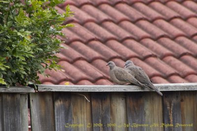 Spotted Turtle Doves