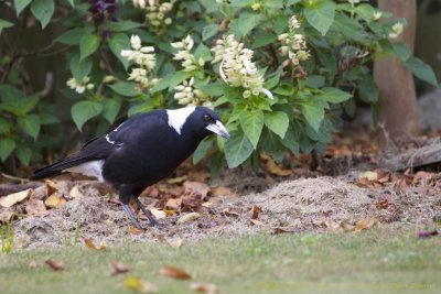 Australian Magpie (Race: tibicen) 2