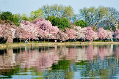 The National Cherry Blossom Festival 2006
