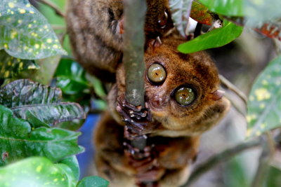 The Worlds Smallest Monkey, Bohol, Philippines