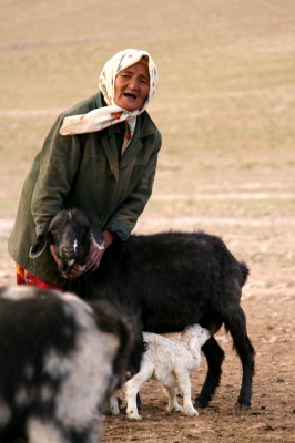 Grandma Holding the Sheep, Rangkul, Tajikistan