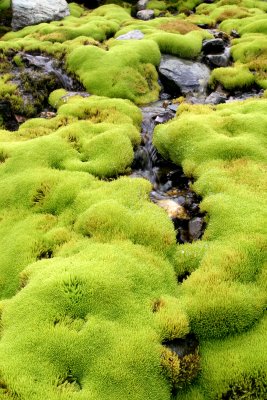 Bright Green Moss, Baltistan, Pakistan