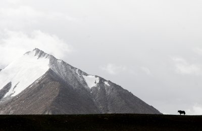 Lone Yak, The Pamirs, Tajikistan