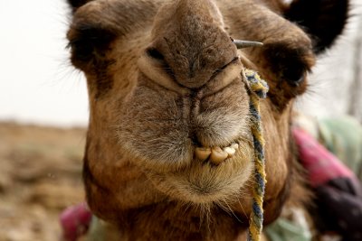 Camel Face, Rajasthan, India