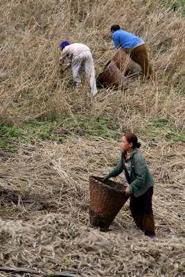 Collecting the Harvest, Arunachal Pradesh, India