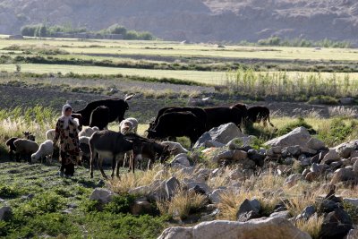 Watching the Cows, Badakhshan, Afghanistan