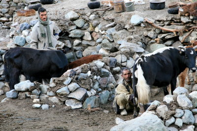 Milking the Cows, Baltistan, Pakistan