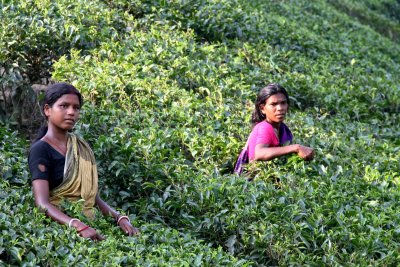 Picking Tea Leaves, Srimangal, Bangladesh