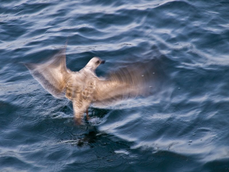 <B>Landing</B> <BR><FONT SIZE=2>Monterey, California, March 2008</FONT>