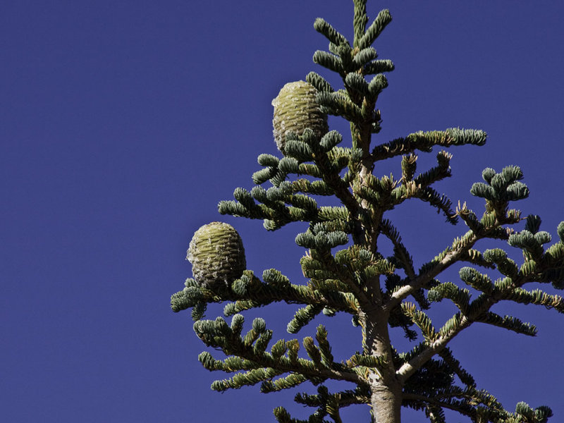 <B>Sap</B> <BR><FONT SIZE=2> Mount Lassen National Park, California - September 2008</FONT>