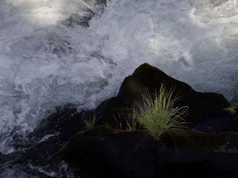 <B>Grass</B> <BR><FONT SIZE=2>McCloud River, California - September, 2008</FONT>