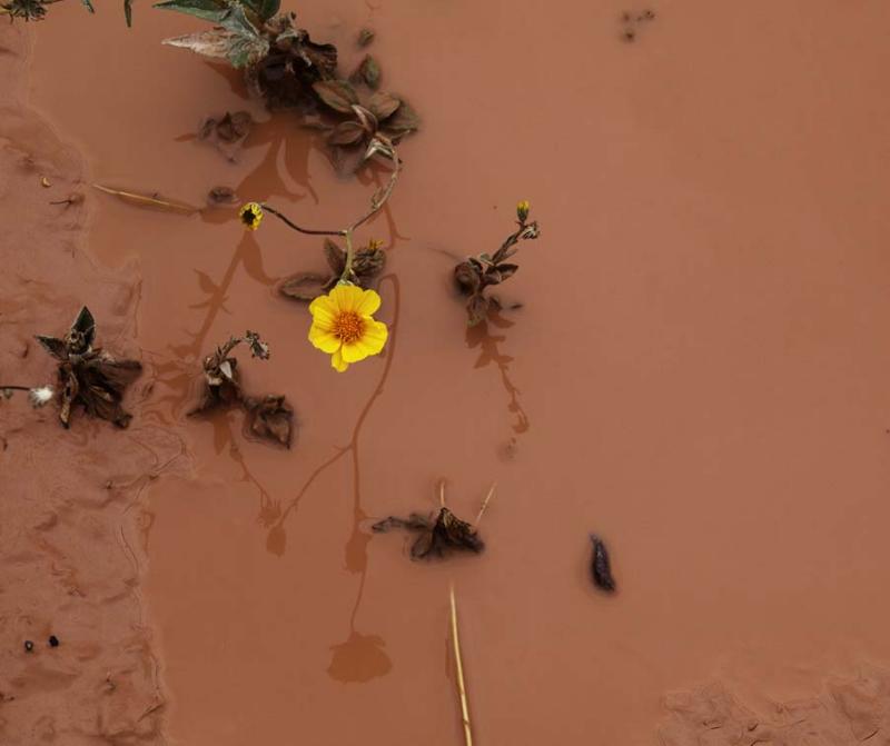 Rains Surprise - Death Valley, California