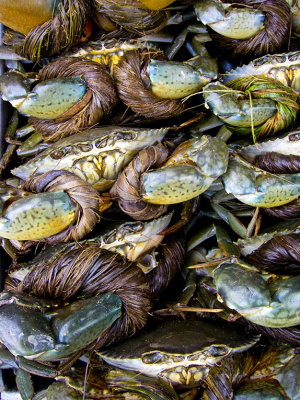 Crab Pile Sa Dec, Vietnam - January 2008