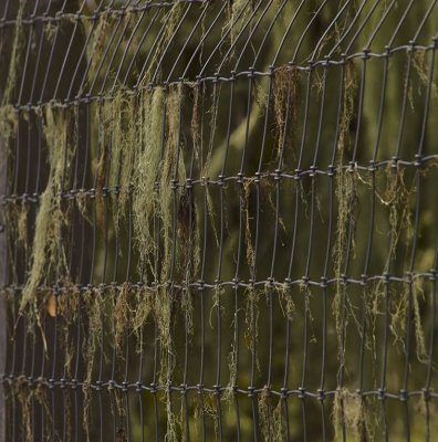 Fence Carmel Valley, California, March 2008