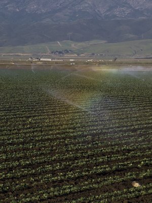 <B>Field Rainbow</B> <BR><FONT SIZE=2>Salinas Valley, California, March 2008</FONT>