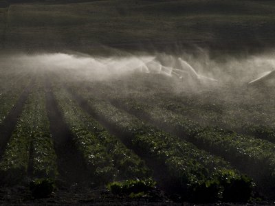 Light Water Dance Salinas Valley, California, March 2008