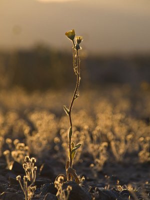 <B>Stalwart</B> <BR><FONT SIZE=2>Near Tacopa, California, California, April 2008</FONT>