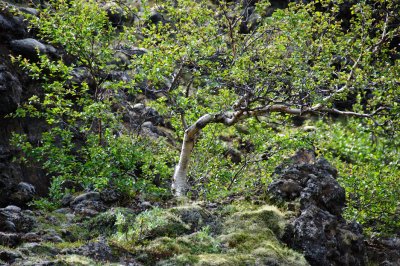 Icelandic Forest Norther Iceland - July 2009