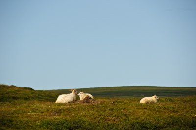 Resting Sheep Norther Iceland - July 2009