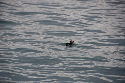 Puffin Norther Iceland - July 2009