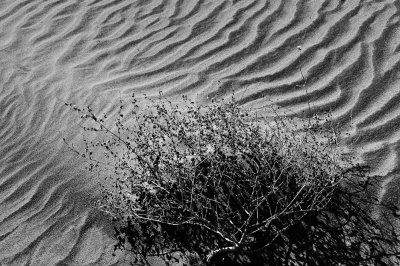 Growing Eureka Dunes, Death Valley, California-February, 2010