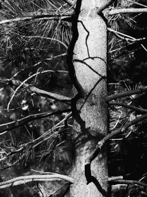 <B>Lines and Shadows</B> <BR><FONT SIZE=2>Pondosa, California - September, 2008</FONT>