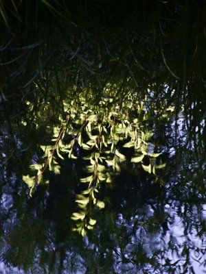 Reflection McCloud River, California - September, 2008