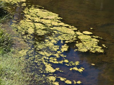 Algae Klamath River, California- September, 2008