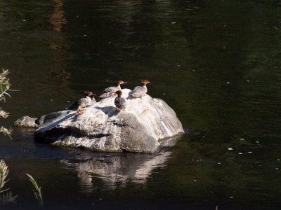 <B>Fowl</B> <BR><FONT SIZE=2>Klamath River, California- September, 2008</</FONT>