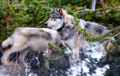 GALLERIES:: Wildlife and Friends - Yellowstone and Tetons National Parks - October 2008