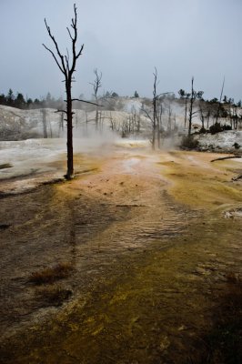 Yellow Yellowstone National Park - October, 2008