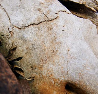 Skull Abstract