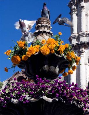 Pigeons Return to an Altar