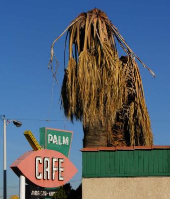 Faded Palm