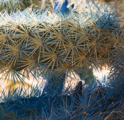 Spray Painted Cactus - Hwy. 79 - Arizona