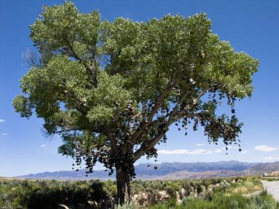Shoe Tree - Along Hwy. 50 Nevada
