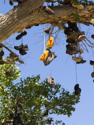 Slippers on the Shoe Tree