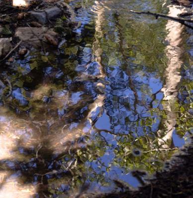 Reflection at the top of Big Basin National Park  Nevada