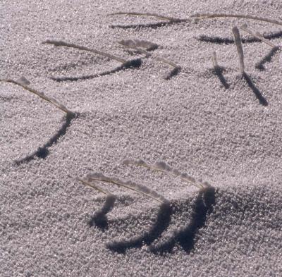 - Shadows on the Snow -    Crater Lake National Park, Oregon