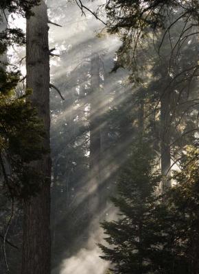 -Controled Burn-    Sequoia National Park, California
